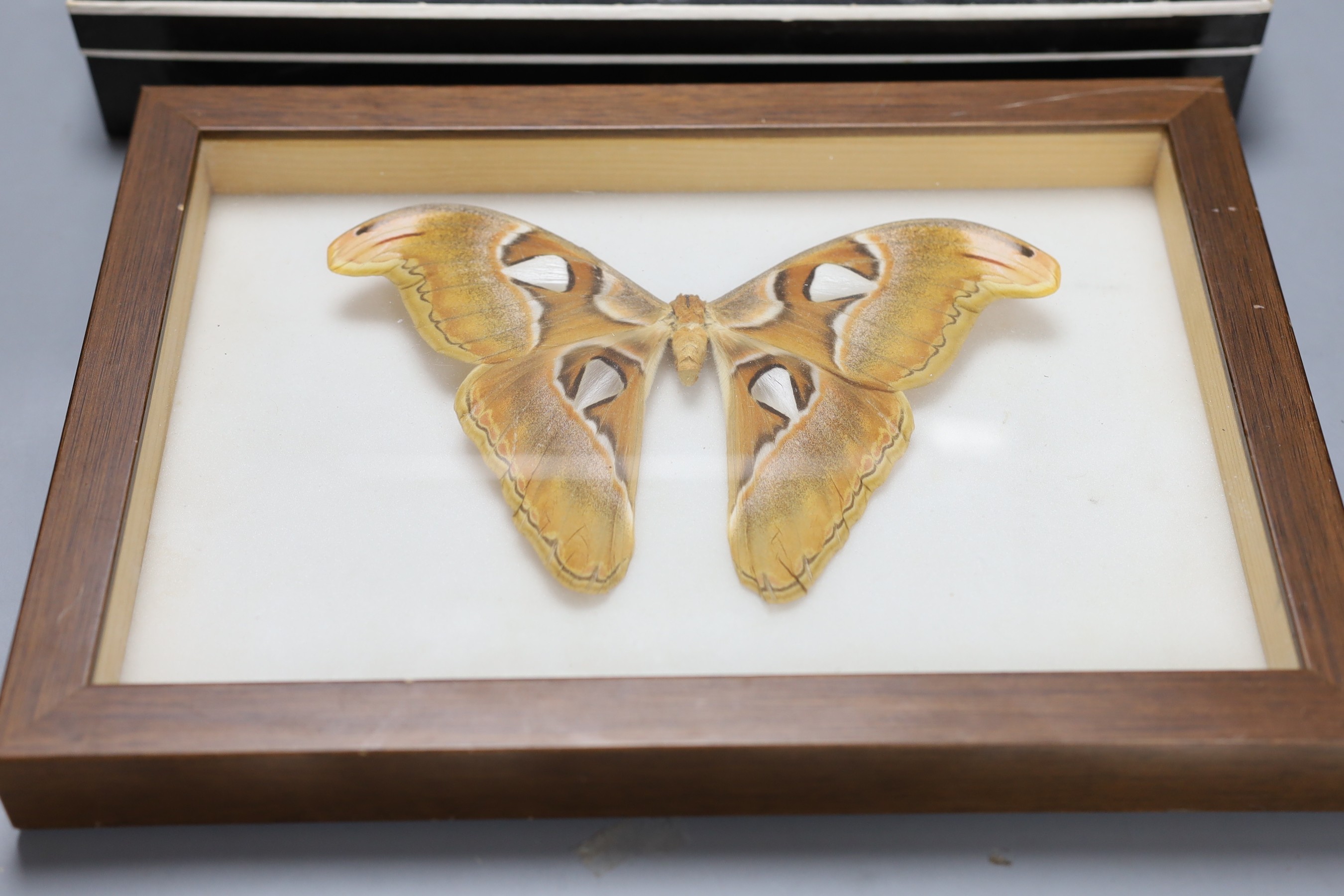 Entomology and Ornithology- beetle, scorpion, cicada, dragonfly etc. specimens in a glazed case, 41 cm wide, skeleton of a pigeon in a glazed box, 36 cm wide and an Atlas moth in a glazed case, 32 cm wide (3)
